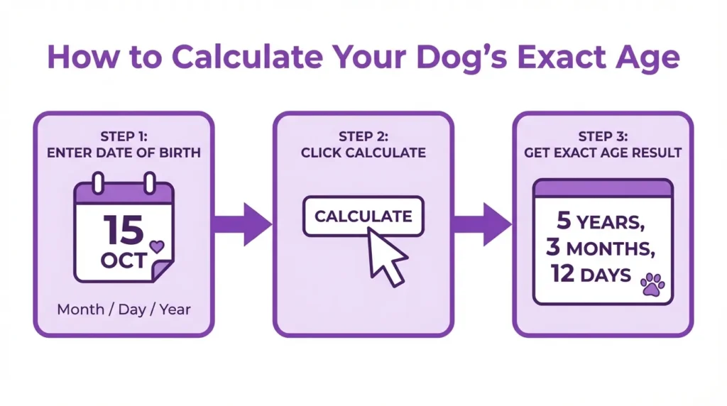 Step-by-step flowchart showing how to use a dog age calculator to get exact age in years months and days